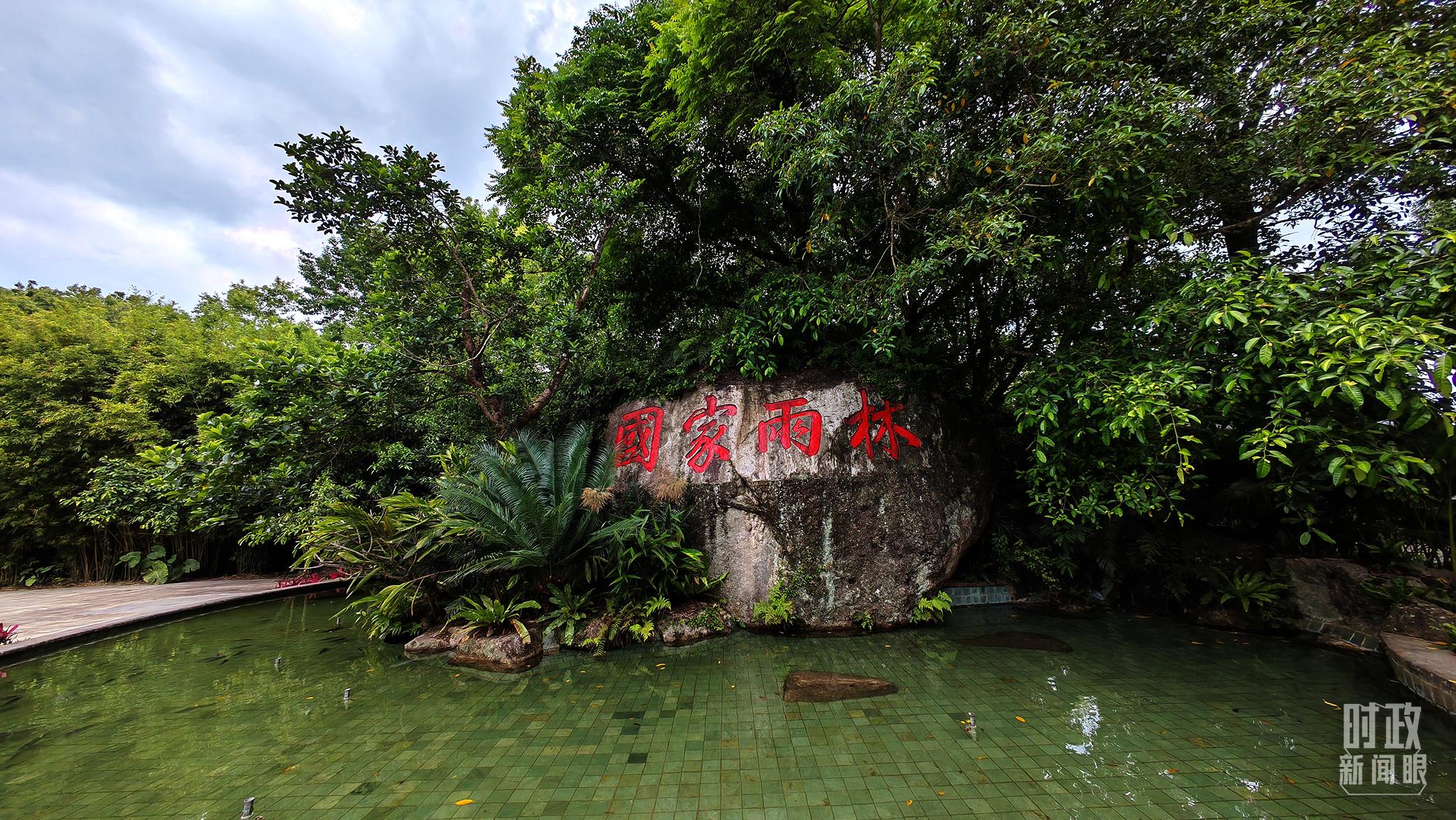 海南熱帶雨林國家公園。（總臺央視記者彭漢明拍攝）