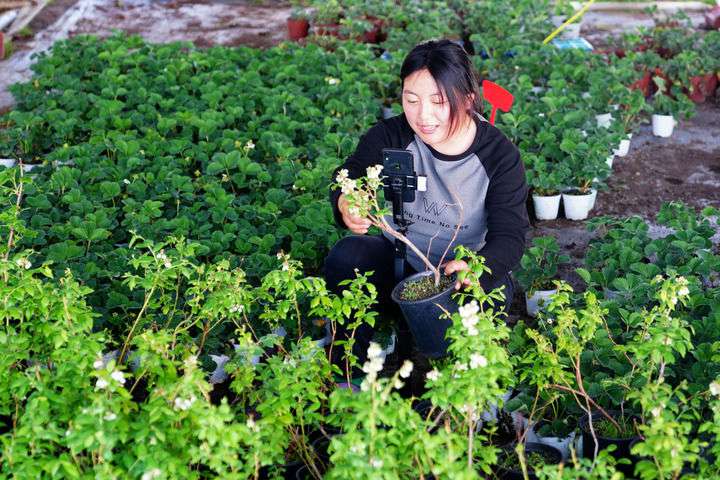 2024年4月27日，在山東省惠民縣姜樓鎮(zhèn)立冉果蔬種植合作社，工作人員在直播賣藍(lán)莓苗。新華社記者 郭緒雷 攝
