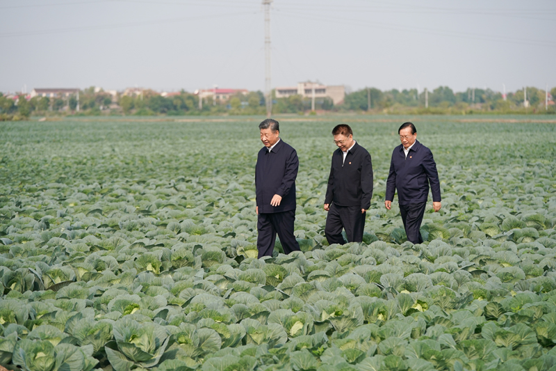 2024年11月5日，習(xí)近平總書記在湖北嘉魚潘家灣鎮(zhèn)十里蔬菜長廊考察。