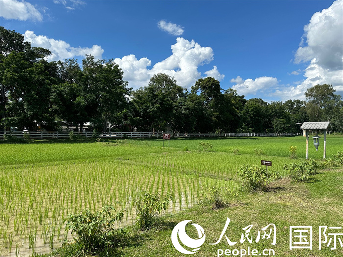 泰國沙功那空省水稻種植示范基地。人民網(wǎng)記者 簡承淵攝
