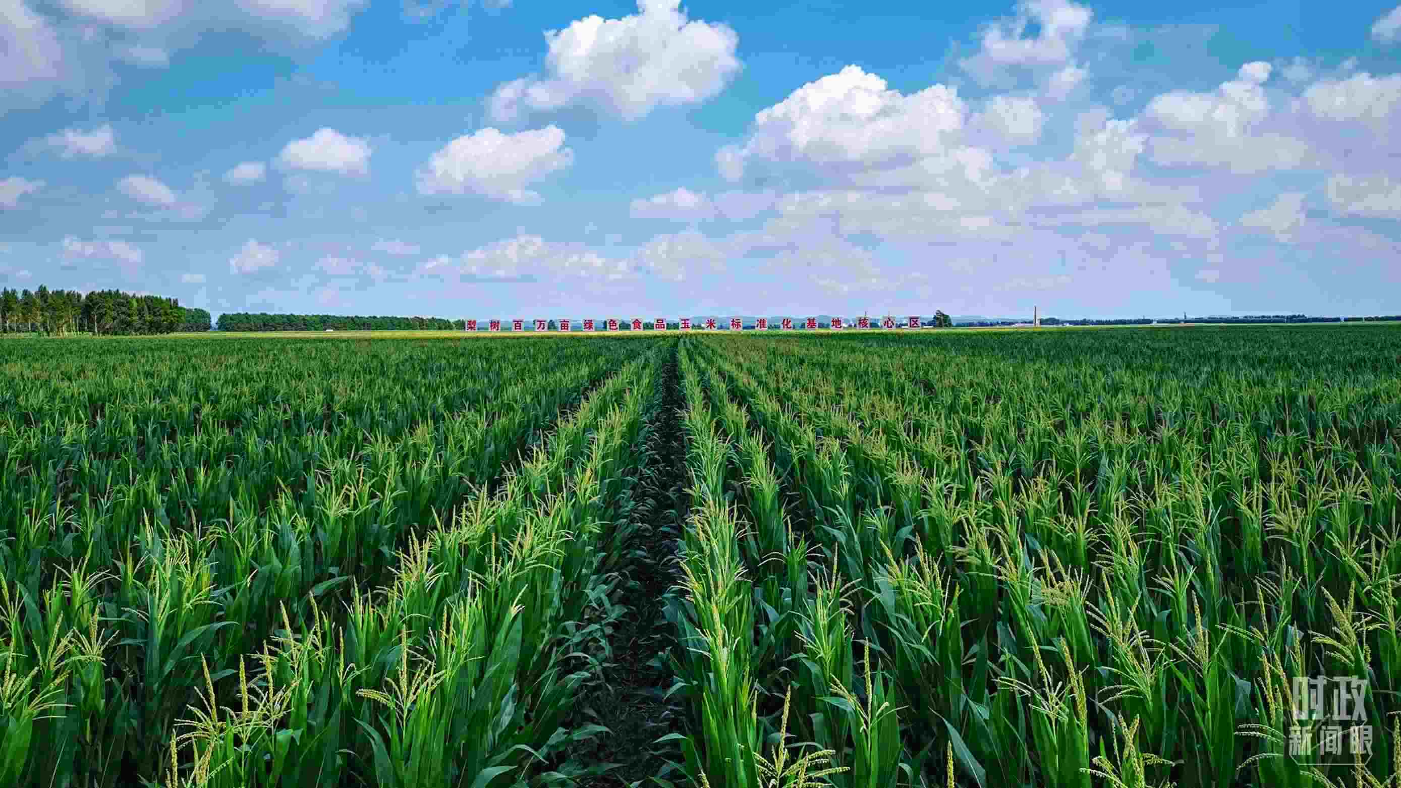 △吉林四平，梨樹縣地處黃金玉米帶。（總臺(tái)央視記者張曉鵬拍攝）