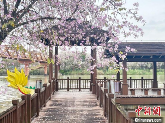 3月7日，廣州海珠國(guó)家濕地公園宮粉紫荊花海吸引游人。中新社記者 許青青 攝