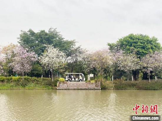 3月7日，廣州海珠國(guó)家濕地公園宮粉紫荊花海吸引游人。中新社記者 許青青 攝