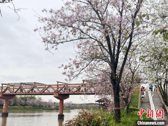 3月7日，廣州海珠國(guó)家濕地公園宮粉紫荊花海吸引游人。中新社記者 許青青 攝