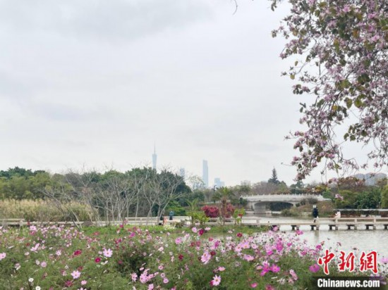 每年三月，廣州海珠國(guó)家濕地公園迎來最具標(biāo)志性的景觀之一——宮粉紫荊花海，公園內(nèi)的石榴崗河沿岸兩側(cè)，數(shù)千株宮粉紫荊綿延3.2公里，粉紅與粉白的花朵交織如云，頗為浪漫。據(jù)悉，宮粉紫荊因其耐濕性強(qiáng)、花期長(zhǎng)的特性，是廣州海珠國(guó)家濕地公園生態(tài)修復(fù)的優(yōu)選樹種。近年來通過科學(xué)管養(yǎng)，花量相較往年明顯增加，盛花期持續(xù)近一個(gè)月時(shí)間，預(yù)計(jì)浪漫景致將延續(xù)至清明前。圖為3月7日，廣州海珠國(guó)家濕地公園宮粉紫荊花海吸引游人。中新社記者 許青青 攝
