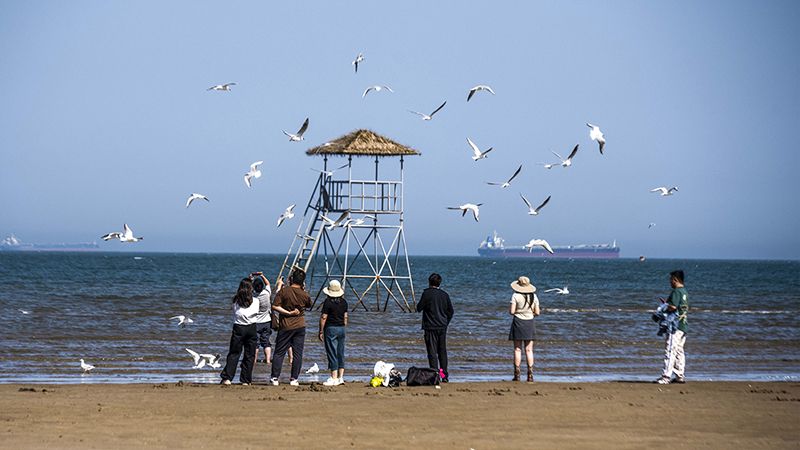2024年5月12日，河北秦皇島，北戴河鴿子窩公園成群海鷗在天空中自由翱翔，與大海、藍(lán)天構(gòu)成了一幅美麗的畫卷。