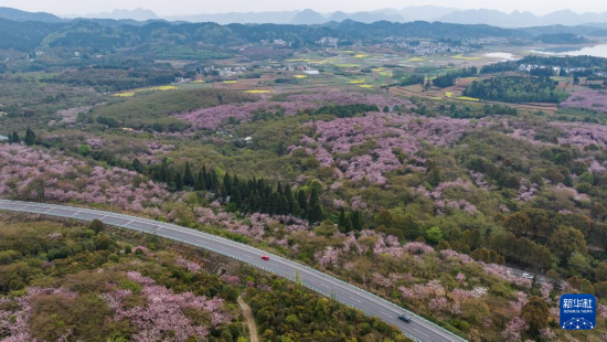 清鎮(zhèn)市紅楓湖鎮(zhèn)右二村旁的道路與花海相映（4月5日攝，無人機(jī)照片）。