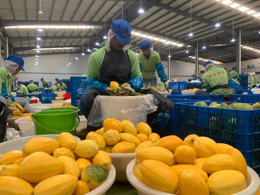 2023年3月7日，工作人員在柬埔寨磅士卑省的中寶（柬埔寨）食品科技有限公司處理芒果。自區(qū)域全面經(jīng)濟(jì)伙伴關(guān)系協(xié)定（RCEP）生效實(shí)施以來，柬埔寨的農(nóng)產(chǎn)品正在更加便利地進(jìn)入中國市場(chǎng)。