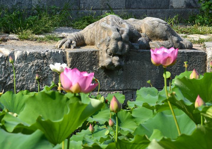 萬(wàn)寧橋位于北京地安門(mén)外大街中部、什剎海東岸，是北京中軸線上最古老的橋梁，至今已有700多年歷史。近年來(lái)，北京市持續(xù)為萬(wàn)寧橋“瘦身減負(fù)”，橋體風(fēng)貌得以完整展現(xiàn)，方便游客走近欣賞，深入了解古橋承載的價(jià)值和內(nèi)涵。這是2023年7月18日拍攝的北京萬(wàn)寧橋橋東的鎮(zhèn)水獸。